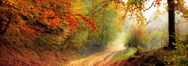 Herbstfärbung im Wald