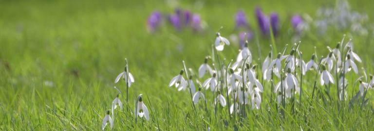 Schneeglöckchen auf Wiese